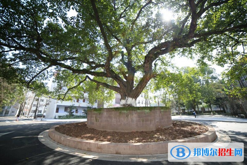 宜賓職業(yè)技術(shù)學院樹
