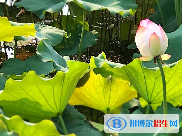 安徽汽車(chē)職業(yè)技術(shù)學(xué)院2019年單招錄取分?jǐn)?shù)線