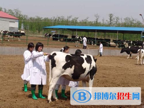 山東畜牧獸醫(yī)職業(yè)學(xué)院單招2019年單獨招生有哪些專業(yè)
