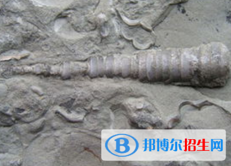 古生物學專業(yè)好嗎?(古生物學專業(yè))