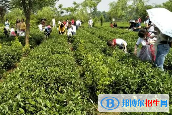貴州省茶技術(shù)茶文化學(xué)校2023年學(xué)費(fèi)、收費(fèi)多少